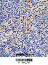 Anti-LTA4H Rabbit Polyclonal Antibody