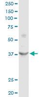 Anti-FRZB Rabbit Polyclonal Antibody