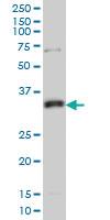 Anti-MPG Mouse Monoclonal Antibody [clone: 1E10]