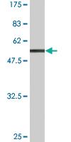 Anti-VDAC2 Mouse Monoclonal Antibody [clone: 3D2]