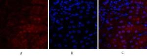 Immunofluorescence analysis of mouse kidney tissue using Anti-VEGF-A Antibody (red) at 1:200 (4°C overnight). Cy3 labelled secondary antibody was used at 1:300 (RT 50min). Panel A: Target. Panel B: DAPI. Panel C: Merge