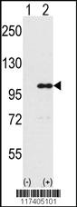 Anti-INPP5D Rabbit Polyclonal Antibody