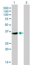 Anti-MPG Mouse Monoclonal Antibody [clone: 1E10]