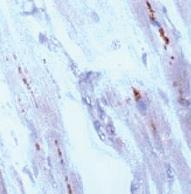 Anti-GJA1 Rabbit Polyclonal Antibody