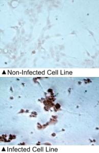 Anti-Influenza A virus Mouse Monoclonal Antibody [clone: FluAc]