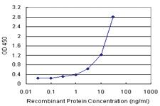 Anti-OBFC1 Antibody Pair