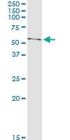 Anti-LMNA Polyclonal Antibody Pair