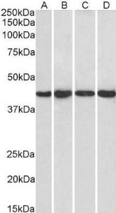 Anti-PPP1R8 Antibody (A83435) (1 µg/ml) staining of Hela (A), HepG2 (B), Jurkat (C) and NIH3T3 (D) nuclear lysate (35 µg protein in RIPA buffer) Primary incubation was 1 hour Detected by chemiluminescence