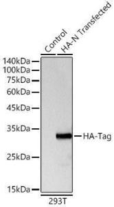 Antibody A93157-100