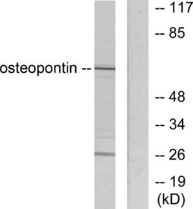 Antibody anti-osteopontin 100 µg