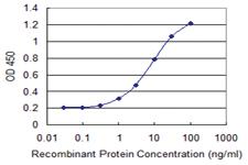 Anti-NENF Mouse Monoclonal Antibody [clone: 7D10]