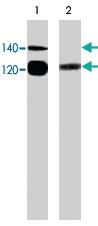 Anti-NOS3 Mouse Monoclonal Antibody [clone: M232]