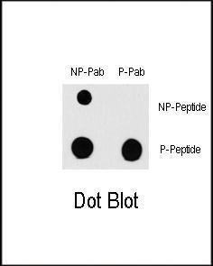 Anti-RAF1 Rabbit Polyclonal Antibody (APC (Allophycocyanin))