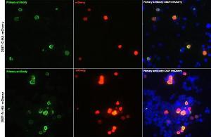 Antibody A93157-100