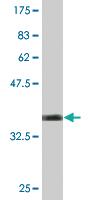 Anti-BCL2L10 Mouse Monoclonal Antibody [clone: 1B11]