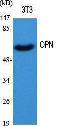 Antibody anti-osteopontin 100 µg