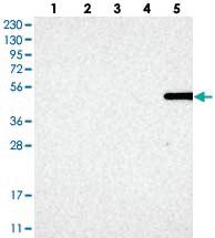 Anti-MFSD6L Rabbit Polyclonal Antibody