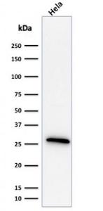 Western blot analysis of HeLa cell lysate using Anti-HSP27 Antibody [G3.1]