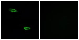 Immunofluorescence analysis of A549 cells using Anti-OR51E2 Antibody. The right hand panel represents a negative control, where the antibody was pre-incubated with the immunising peptide