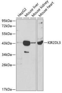 Western blot analysis of extracts of various cell lines, using Anti-KIR2DL3 Antibody (A8958) at 1:1000 dilution