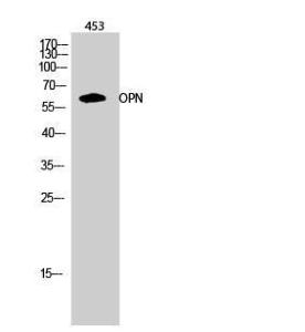 Antibody anti-osteopontin 100 µg