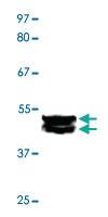 Anti-MAPK1 + MAPK3 Rabbit Polyclonal Antibody