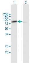 Anti-CAPN1 Mouse Polyclonal Antibody