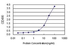 Anti-OBFC1 Polyclonal Antibody Pair