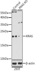 Western blot analysis of extracts from normal (control) and KRAS knockout (KO) 293T cells, using Anti-KRAS Antibody (A93164) at 1:1000 dilution. The secondary Antibody was Goat Anti-Rabbit IgG H&L Antibody (HRP) at 1:10000 dilution. Lysates/proteins were present at 25 µg per lane