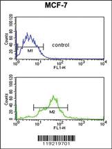 Anti-TGIF1 Rabbit Polyclonal Antibody