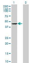 Anti-ADAP2 Mouse Polyclonal Antibody