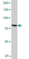 Anti-CAPN1 Mouse Polyclonal Antibody