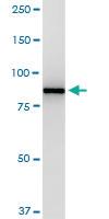 Anti-VCP Mouse Monoclonal Antibody [clone: 4A8]