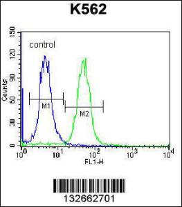 Anti-CACNG4 Rabbit Polyclonal Antibody (PE (Phycoerythrin))