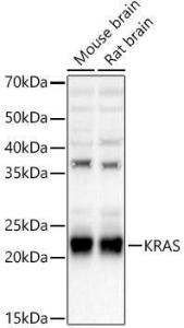 Western blot analysis of various lysates, using Anti-KRAS Antibody (A93164) at 1:3,000 dilution. The secondary Antibody was Goat Anti-Rabbit IgG H&L Antibody (HRP) at 1:10000 dilution. Lysates/proteins were present at 25 µg per lane