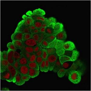 Immunofluorescent analysis of PFA fixed MCF-7 cells stained with Anti-HSP27 Antibody [G3.1] followed by Goat Anti-Mouse IgG (CF&#174; 488) (Green). Nuclear counterstain is RedDot