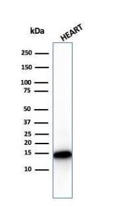 Western blot analysis of human heart tissue lysate using Anti-Cytochrome C Antibody [CYCS/3128R]