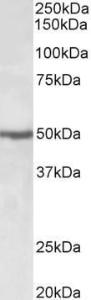 Anti-EEF1A2 Antibody (A85089) (0.5 µg/ml) staining of Jurkat lysate (35 µg protein in RIPA buffer). Primary incubation was 1 hour. Detected by chemiluminescence