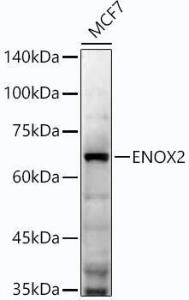 Western blot analysis of extracts of MCF7 cells, using Anti-ENOX2/tNOX Antibody [ARC53634] (A305299) at 1:2,000 dilution