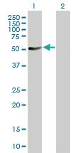 Anti-PTPN11 Mouse Polyclonal Antibody