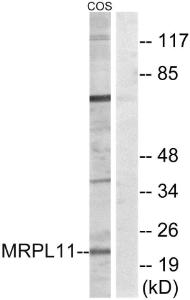 Western blot analysis of lysates from COS cells using Anti-MRPL11 Antibody. The right hand lane represents a negative control, where the antibody is blocked by the immunising peptide