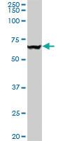 Anti-VCP Mouse Monoclonal Antibody [clone: 4A8]