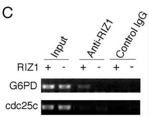 Anti-PRDM2 Mouse Monoclonal Antibody (AP (Alkaline Phosphatase)) [clone: 33AT1045]