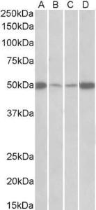 Anti-EEF1A2 Antibody (A85089) (0.5 µg/ml) staining of Mouse (A+C) and Rat (B+D) Skeletal Muscle (A+B) and Heart (C+D) lysates (35 µg protein in RIPA buffer). Primary incubation was 1 hour. Detected by chemiluminescence