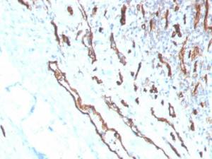 Immunohistochemical analysis of formalin-fixed, paraffin-embedded human tonsil using Anti-CD31 Antibody [PECAM1/3530]