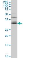 Anti-TSPAN32 Mouse Monoclonal Antibody [clone: 2B4]