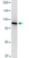 Anti-VCP Mouse Monoclonal Antibody [clone: 4A8]