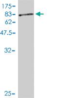 Anti-NCOA4 Mouse Monoclonal Antibody [clone: 2H8]