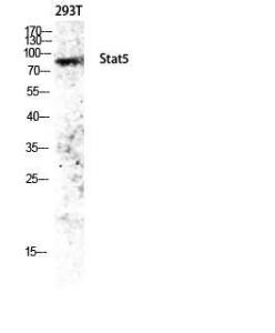 Western blot analysis of 293T lysis using Anti-STAT5A Antibody