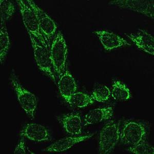 Immunofluorescent analysis of PFA fixed HeLa cells stained with Anti-Cytochrome C Antibody [CYCS/3128R] followed by Goat Anti-Rabbit IgG (CF&#174; 488) (Green)